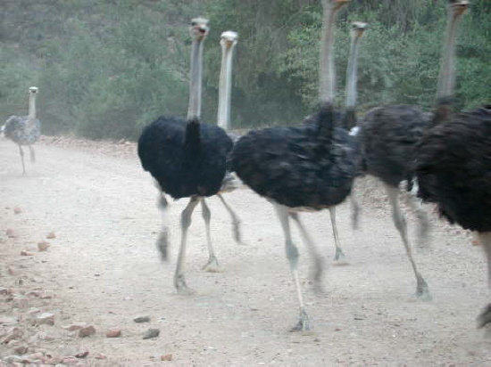 Roadrunner Bei Oudtshoorn