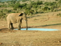 Addo Elephant National Park