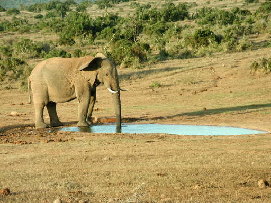 Addo Elephant National Park