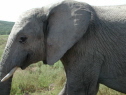 Addo Elephant National Park