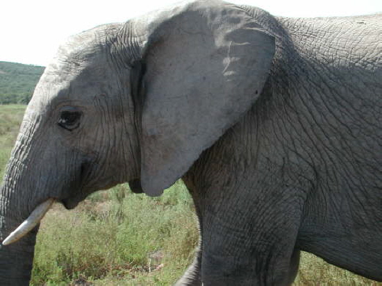 Addo Elephant National Park