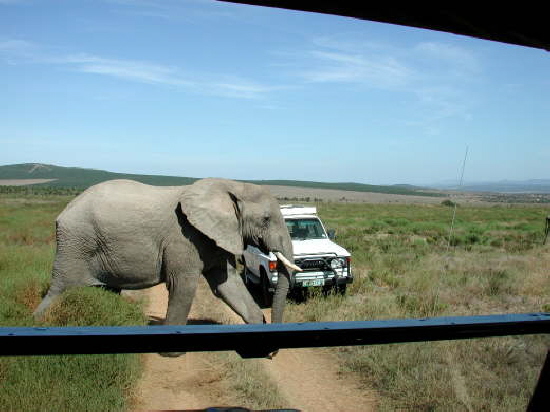 Addo Elephant National Park