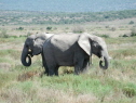 Addo Elephant National Park