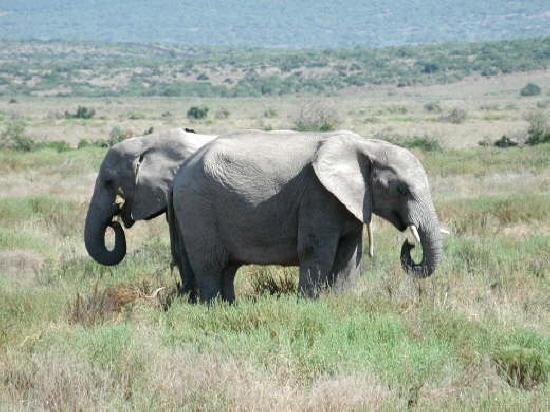 Addo Elephant National Park