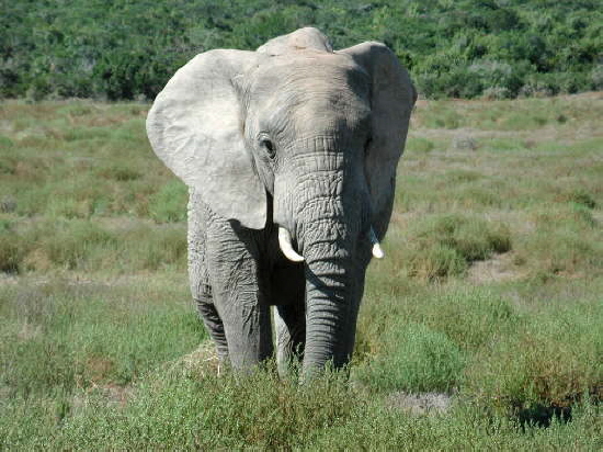 Addo Elephant National Park