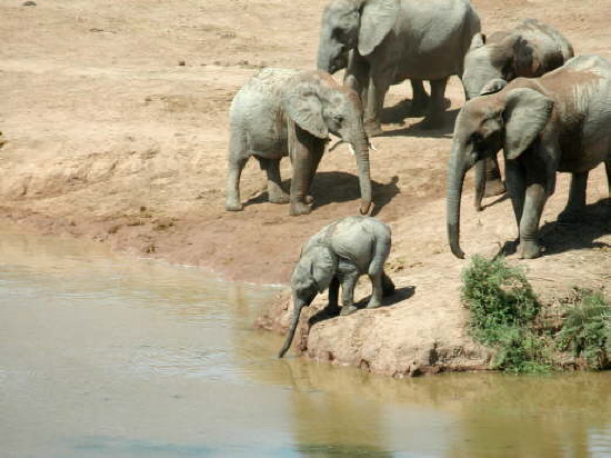 Addo Elephant National Park