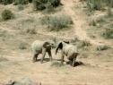 Addo Elephant National Park