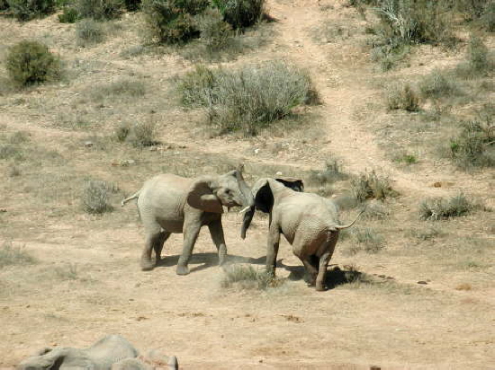 Addo Elephant National Park