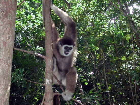 Monkeyland bei Plettenberg Bay